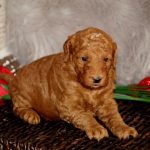 Goldendoodle puppies for sale online near me