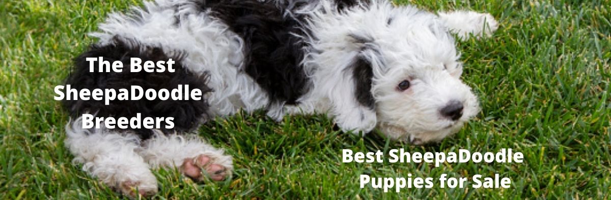 BestSheepaDoodles Header BestSheepaDoodles.com