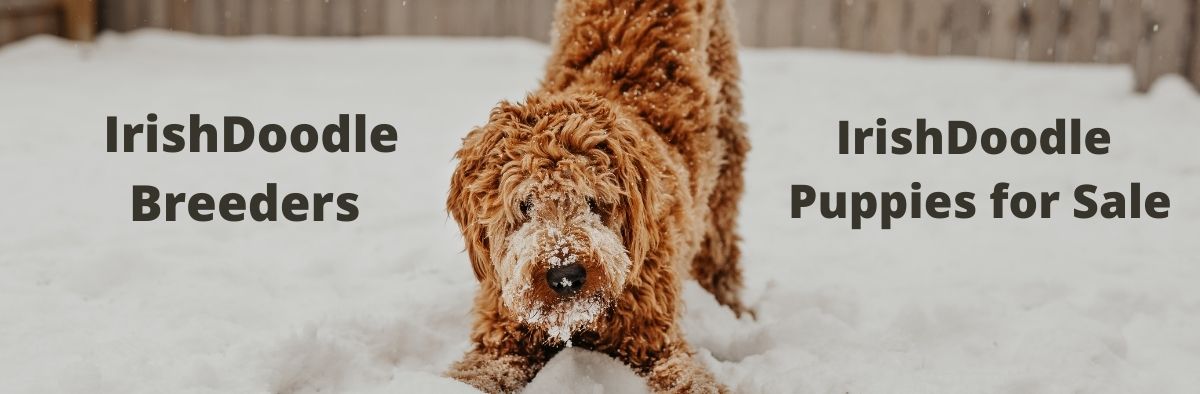 Irish-Doodles Header Irish-Doodles.com