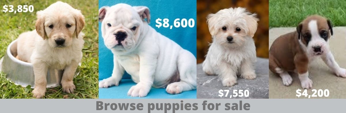 Lancasterpuppies.com