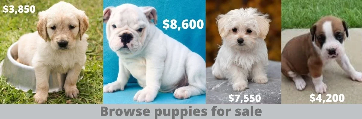 Lancasterpuppies.com