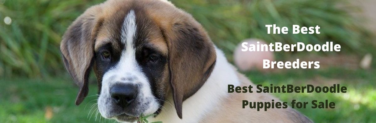 Saint-Berdoodles.com