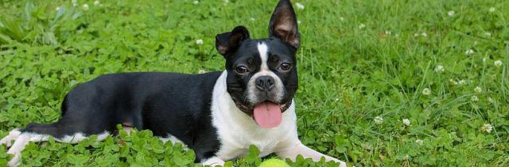 Boston Terrier Header Boston Terrier Puppies