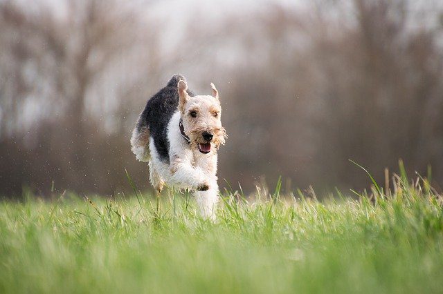 Terrier puppies for sale Terrier puppies for sale
