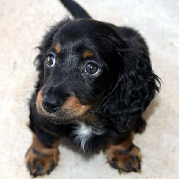 dachshund