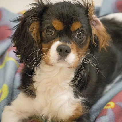 Cavalier King Charles Spaniel