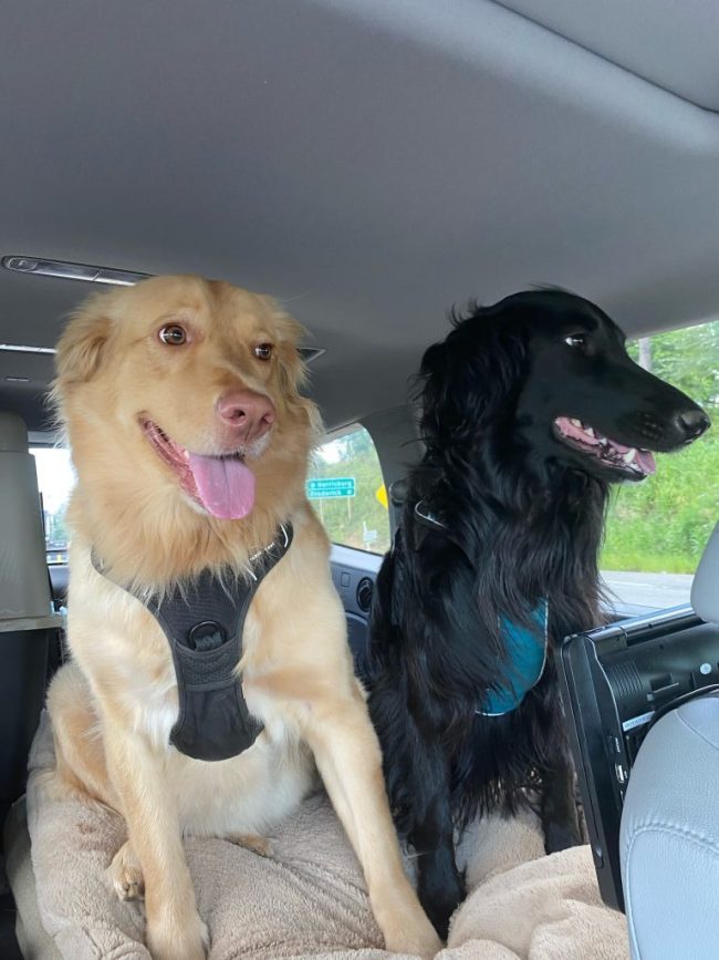 Lancaster Puppies Testimonial