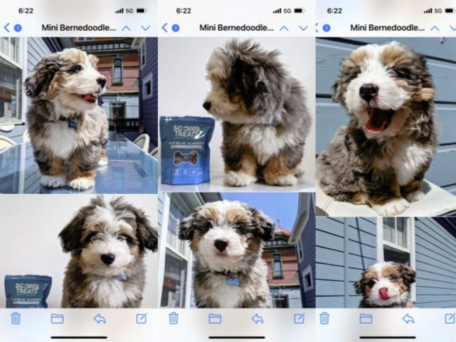 Bernedoodle Puppy Scam Bernedoodle Puppy Scam