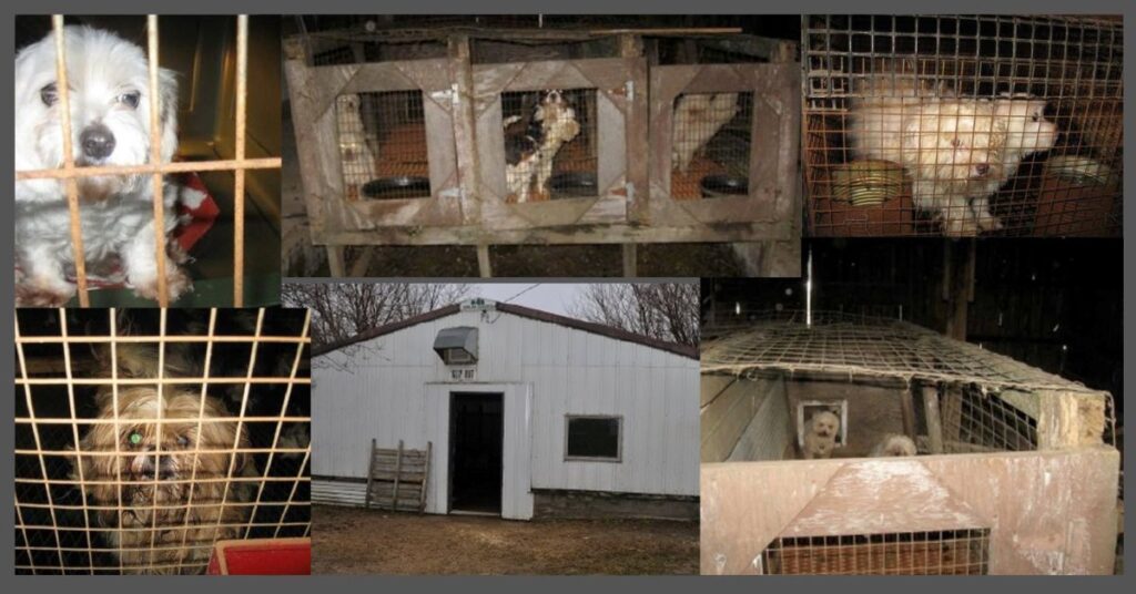 USDA dog breeders keep their dogs and puppies caged in dark barns, and it's perfectly legal.