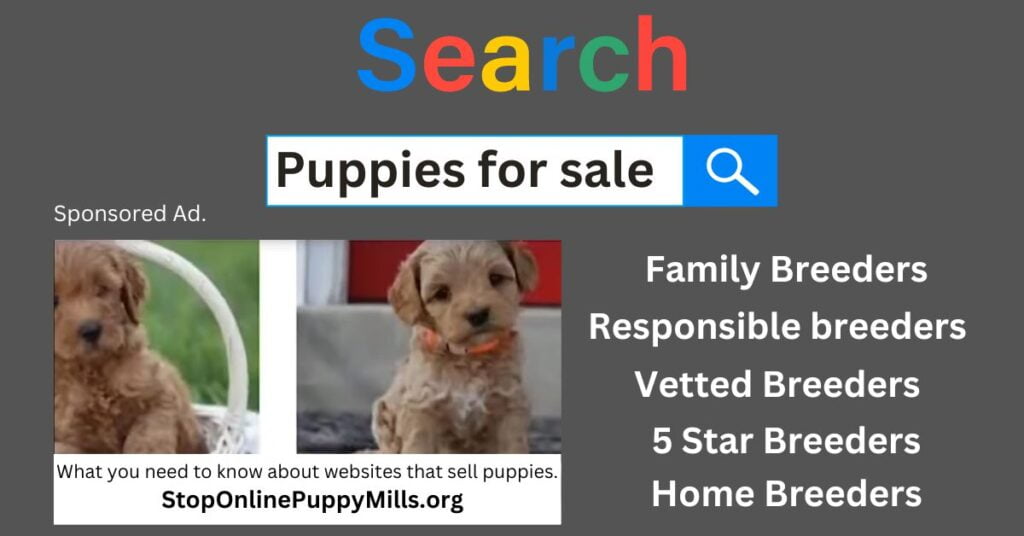 The lure of online puppy sellers and the harsh reality.