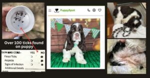 Sick Puppy Spot Puppy