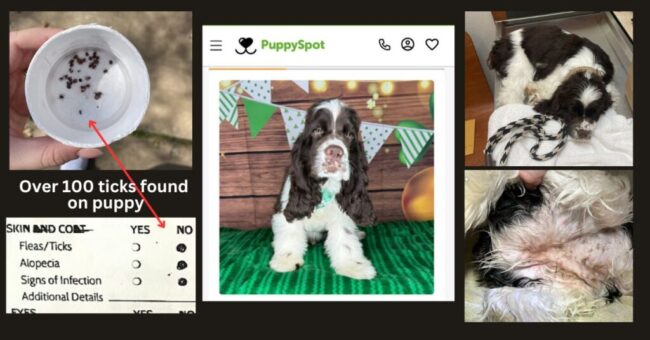 Sick Puppy Spot Puppy