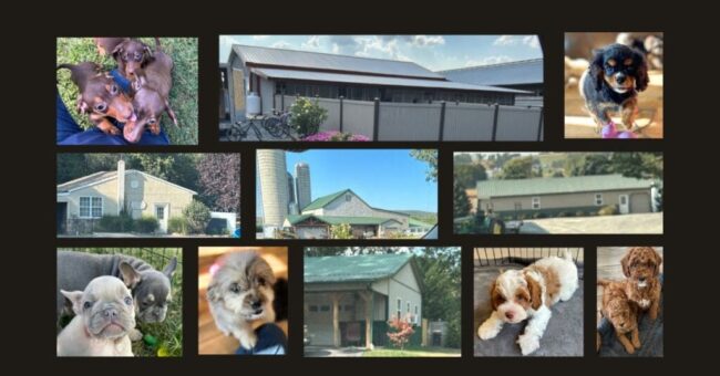 Lancaster, PA puppies for sale