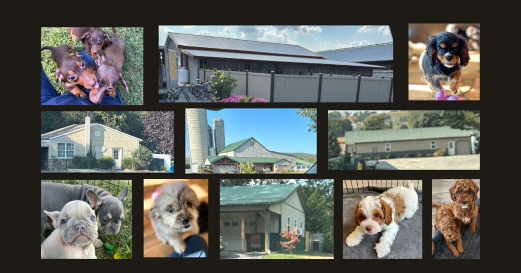 Lancaster, PA puppies for sale