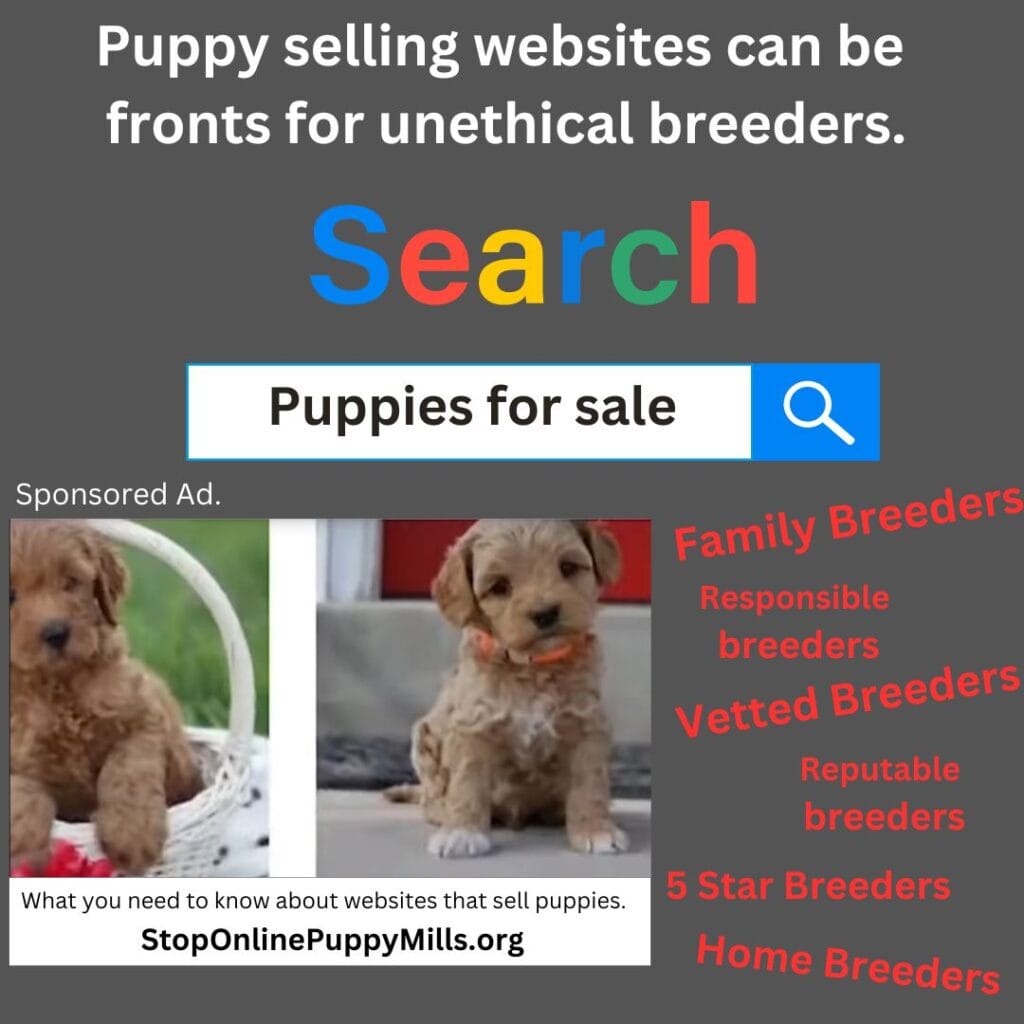 The convenience of online puppy shopping has made it easier than ever to find a new furry companion. However, beneath the appealing listings and well-crafted promises, not all platforms operate with transparency. If you’re considering purchasing a puppy, exercise extreme caution and conduct independent research.