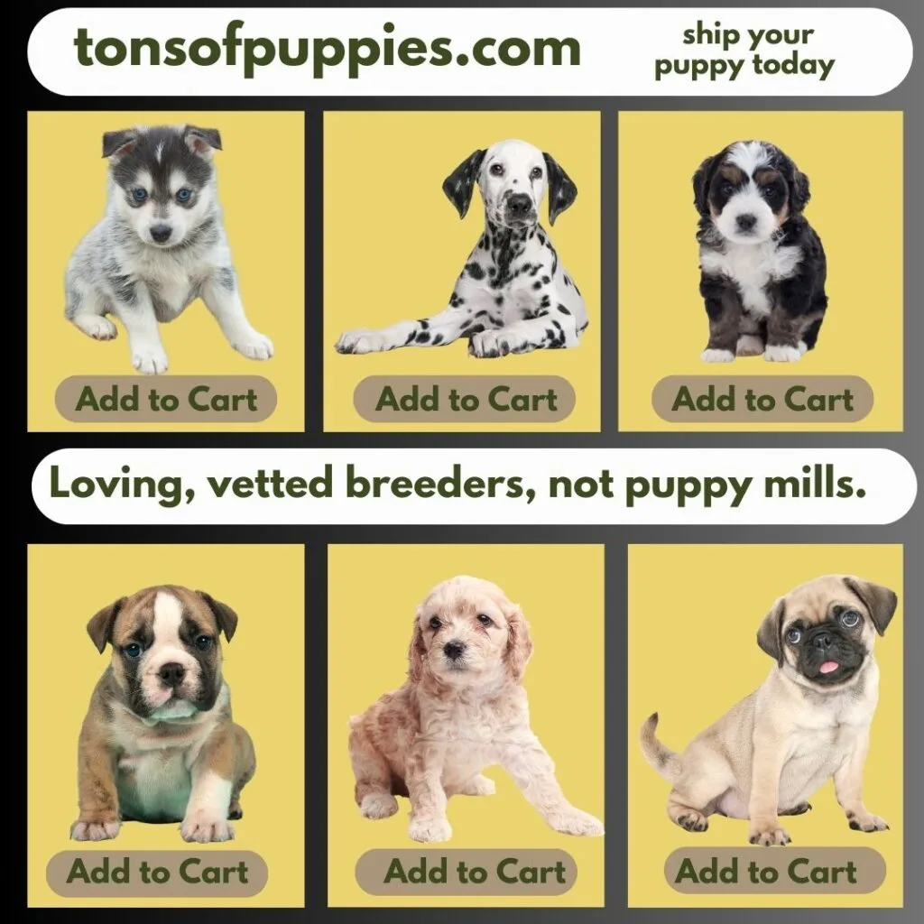 You’re scrolling through your phone when it happens—an adorable puppy pops up on your feed. Those eyes. That face. The breed you’ve always wanted, just a click away. It feels easy, safe, and modern. But behind that “Buy Now” button is an industry built on suffering that no filter or photo can hide.