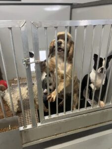 2025 Puppy Mill Cages in Ohio
