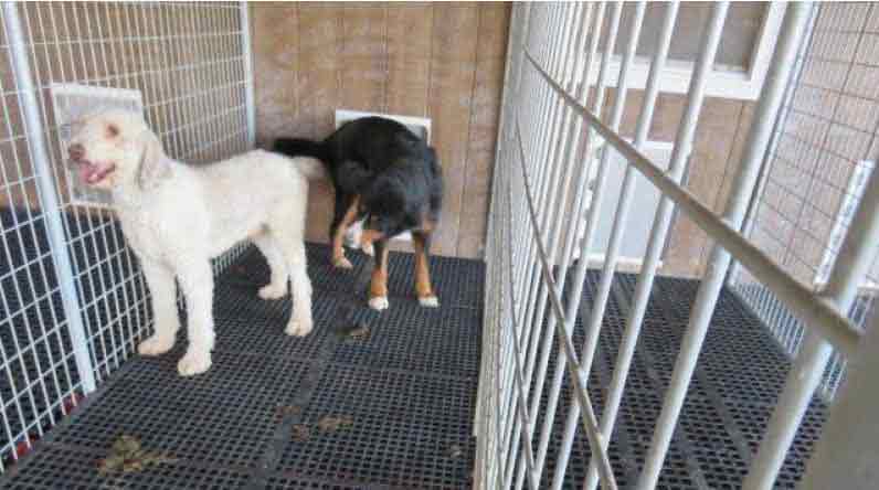 Dog Breeding Facility Licensed by State of Illinois