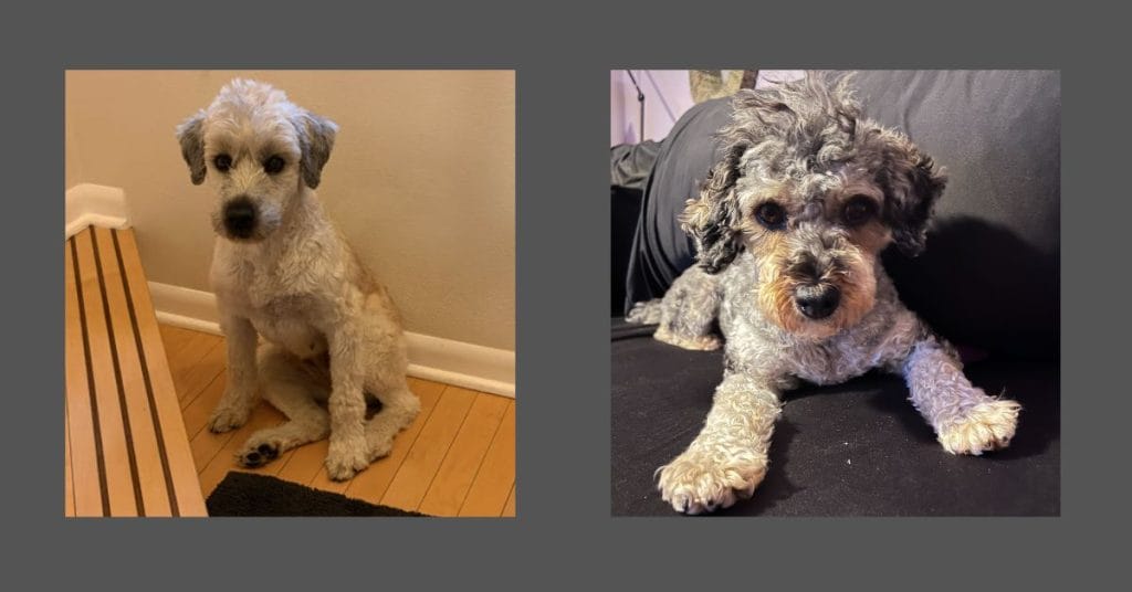 A Dogs Dream Rescued Pups A Dogs Dream Rescued Pups