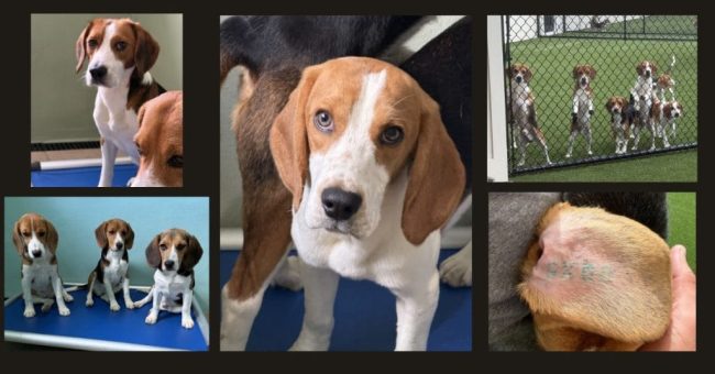 Ridglan Beagles