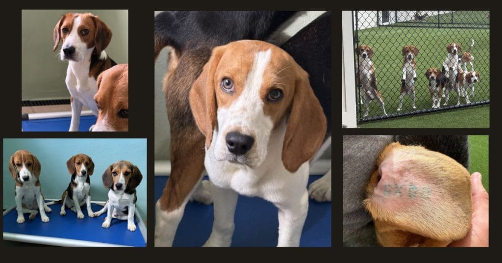 Ridglan Beagles