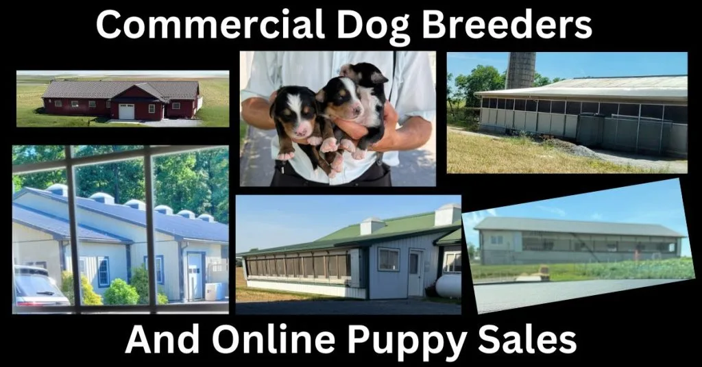 Stop Online Puppy Mills visited six commercial breeders selling puppies online in Lancaster County, PA. Here's what we found — and what every puppy buyer should know before buying online.