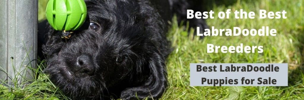 BestLabraDoodles Header