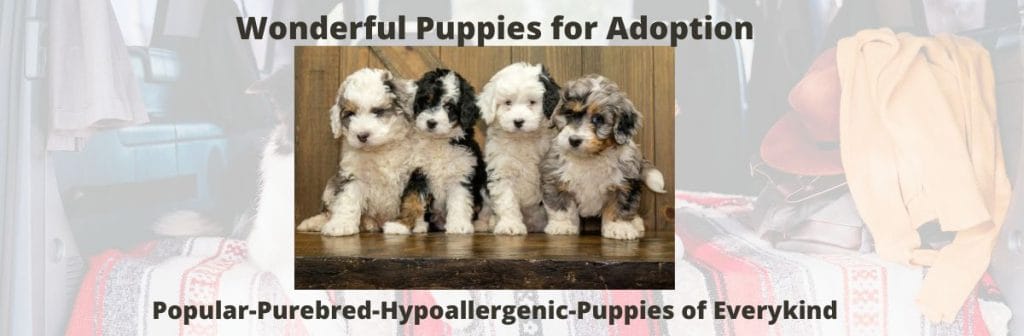 Is Infinity Pups Legit