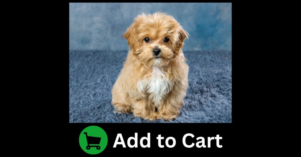 A Chicago puppy buyer spotted puppy mill red flags behind an online listing and canceled her deposit. Learn the warning signs before you buy a puppy online.