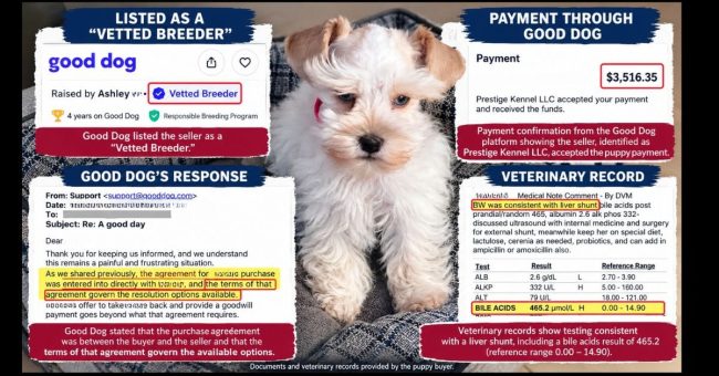 Puppy Purchased on Good Dog